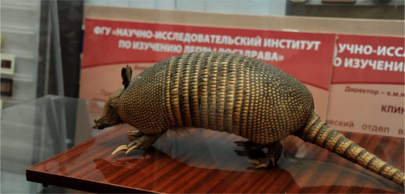 stuffed armadillo near me